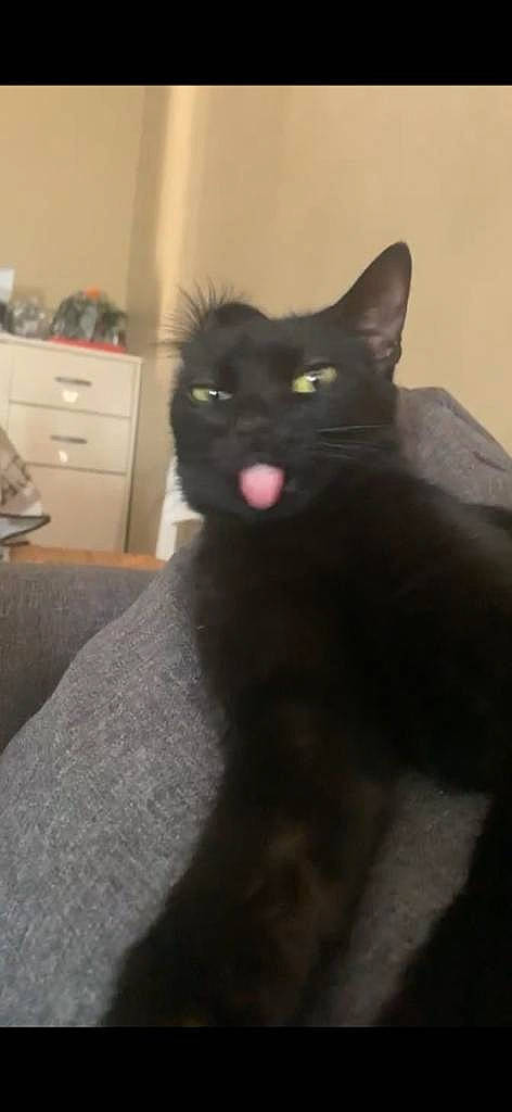 Misty Et Hashe a rejoint le concours — aidez-le/la à gagner de superbes lots ! black_cat, bombay, cabinetry, carnivore, cat, chest, chest_of_drawers, domestic_short_haired_cat, drawer, dresser, eye, felidae, fur, grey, iris, small_to_medium_sized_cats, snout, tail, terrestrial_animal, whiskers