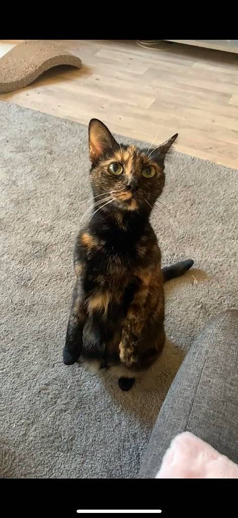 Misty Et Hashe a rejoint le concours — aidez-le/la à gagner de superbes lots ! asphalt, carnivore, cat, claw, domestic_short_haired_cat, eye, felidae, flooring, fur, paw, road_surface, sitting, small_to_medium_sized_cats, snout, tail, terrestrial_animal, whiskers