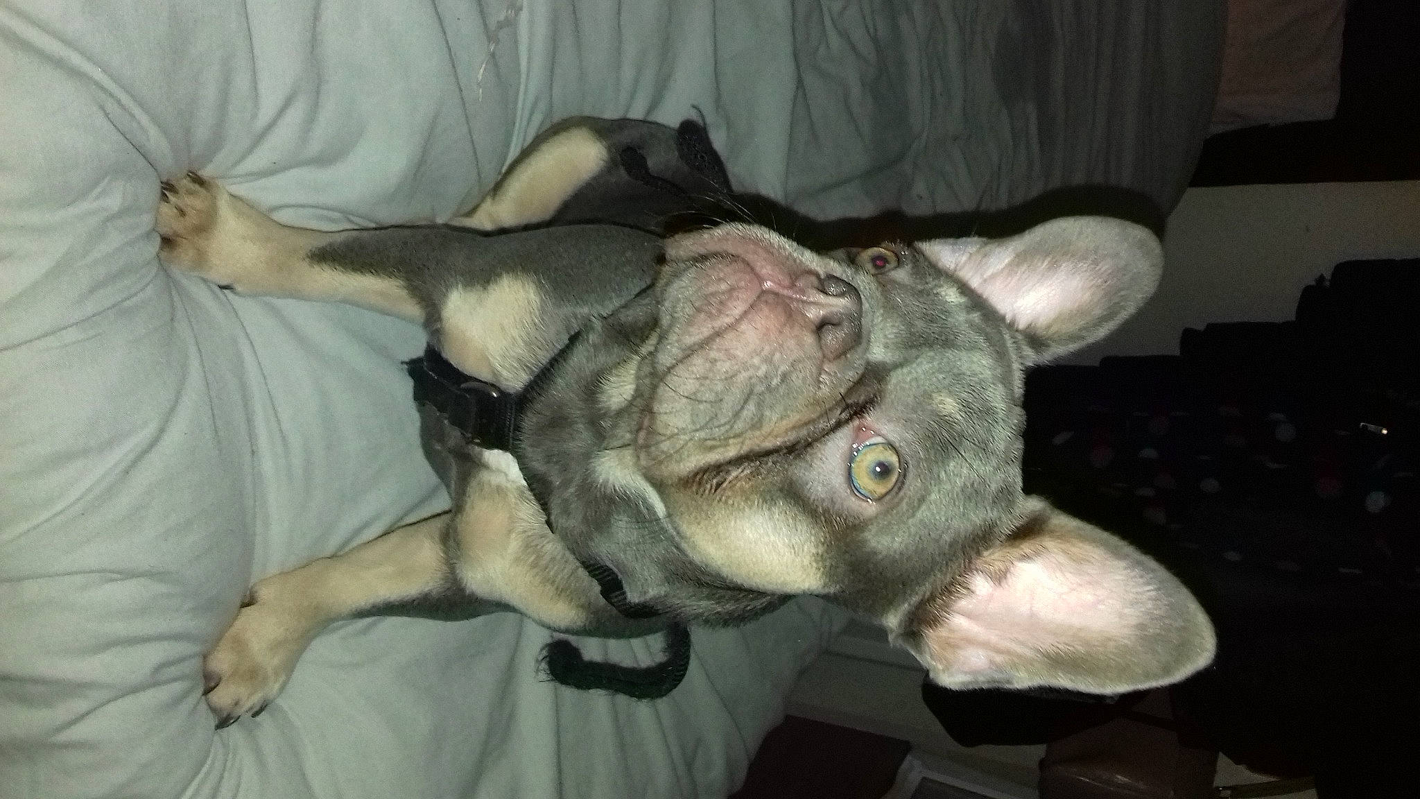 Daisy-may joined the competition — help win amazing prizes! ancient_dog_breeds, canidae, carnivore, comfort, companion_dog, dog, dog_breed, ear, fawn, fur, jaw, non_sporting_group, snout, sporting_group, tail, terrestrial_animal, toy, whiskers, wrinkle