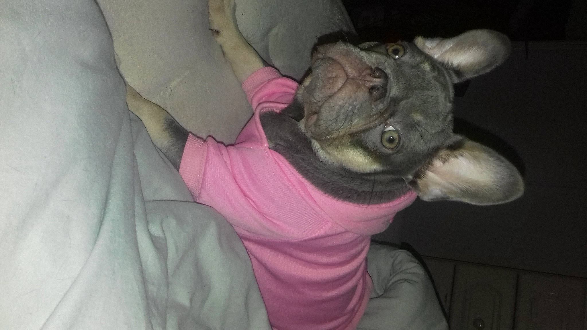 Daisy-may joined the competition — help win amazing prizes! bat, canidae, carnivore, comfort, companion_dog, dog_breed, ear, fawn, felidae, fur, gesture, grey, jaw, pink, sleeve, small_to_medium_sized_cats, snout, toy_dog, whiskers, wrinkle