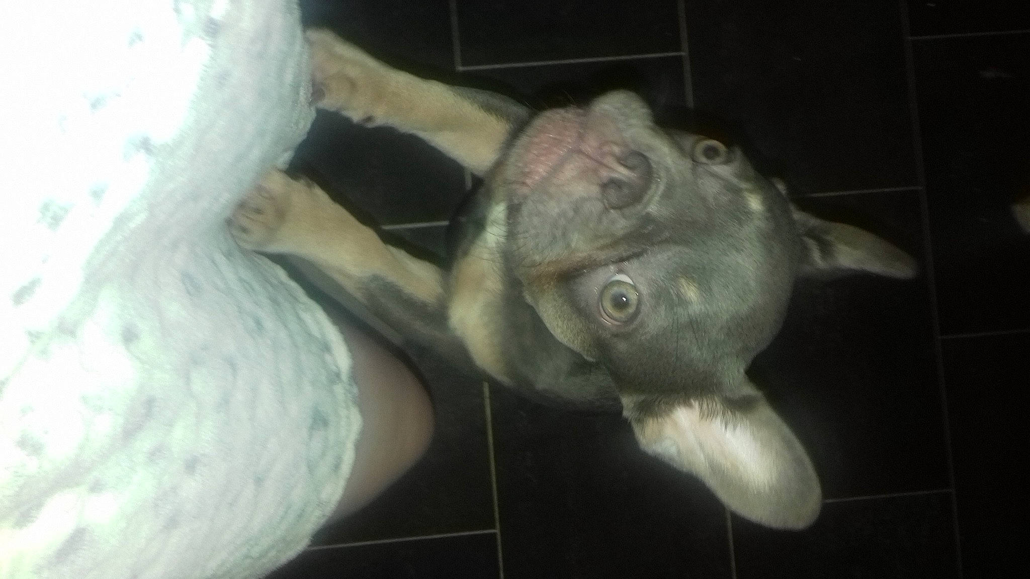 Daisy-may joined the competition — help win amazing prizes! art, artifact, canidae, dog_breed, fish, gesture, sculpture, snout, sporting_group, tail, terrestrial_animal, thumb, toy