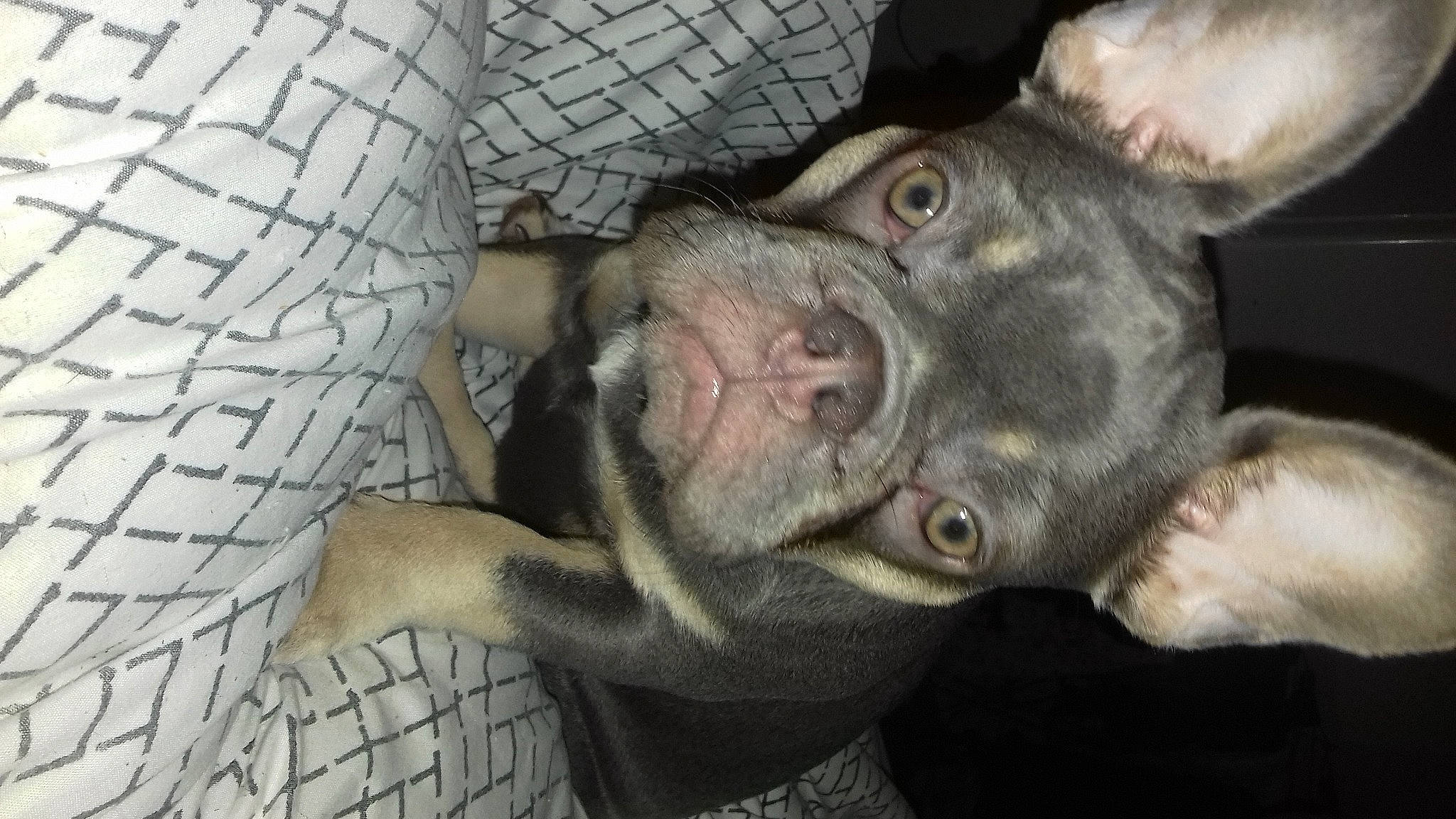 Daisy-may joined the competition — help win amazing prizes! canidae, carnivore, comfort, companion_dog, dog, dog_breed, ear, fawn, fur, grey, guard_dog, liver, non_sporting_group, puppy, snout, sporting_group, terrestrial_animal, whiskers, working_animal, wrinkle