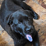 Jersey is registered to the contest to win money with this photo: animal, black_dog, canine, closeup, companion, cute, dog, domestic_animal, expression, floor, friendly, fur, happy, indoor, laying_down, looking_up, pet, playful, tongue_out, young_dog