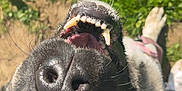 Bonnie joined the competition — help win amazing prizes! dog, close_up, nose, teeth, grass, outdoor, sunlight, pet, canine, happy, playful, fur, whiskers, animal, snout, tongue, paw, collar, smile, tongue_out