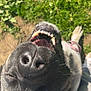 dog, close_up, nose, teeth, grass, outdoor, sunlight, pet, canine, happy, playful, fur, whiskers, animal, snout, tongue, paw, collar, smile, tongue_out