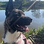 dog, pink_harness, outdoor, river, water, grass, sunlight, sky, trees, nature, canine, pet, happy, tongue_out, daytime, reflection, animal, ears_up, sitting, landscape