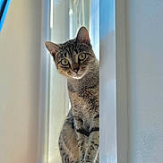 Bonnie is registered to the contest to win money with this photo: cat, tabby_cat, windowsill, window, curious, pet, animal, indoor, striped_fur, feline, portrait, soft_light, white_wall, closeup, domestic_cat, sitting, looking, natural_light, house, cute