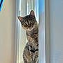 cat, tabby_cat, windowsill, window, curious, pet, animal, indoor, striped_fur, feline, portrait, soft_light, white_wall, closeup, domestic_cat, sitting, looking, natural_light, house, cute