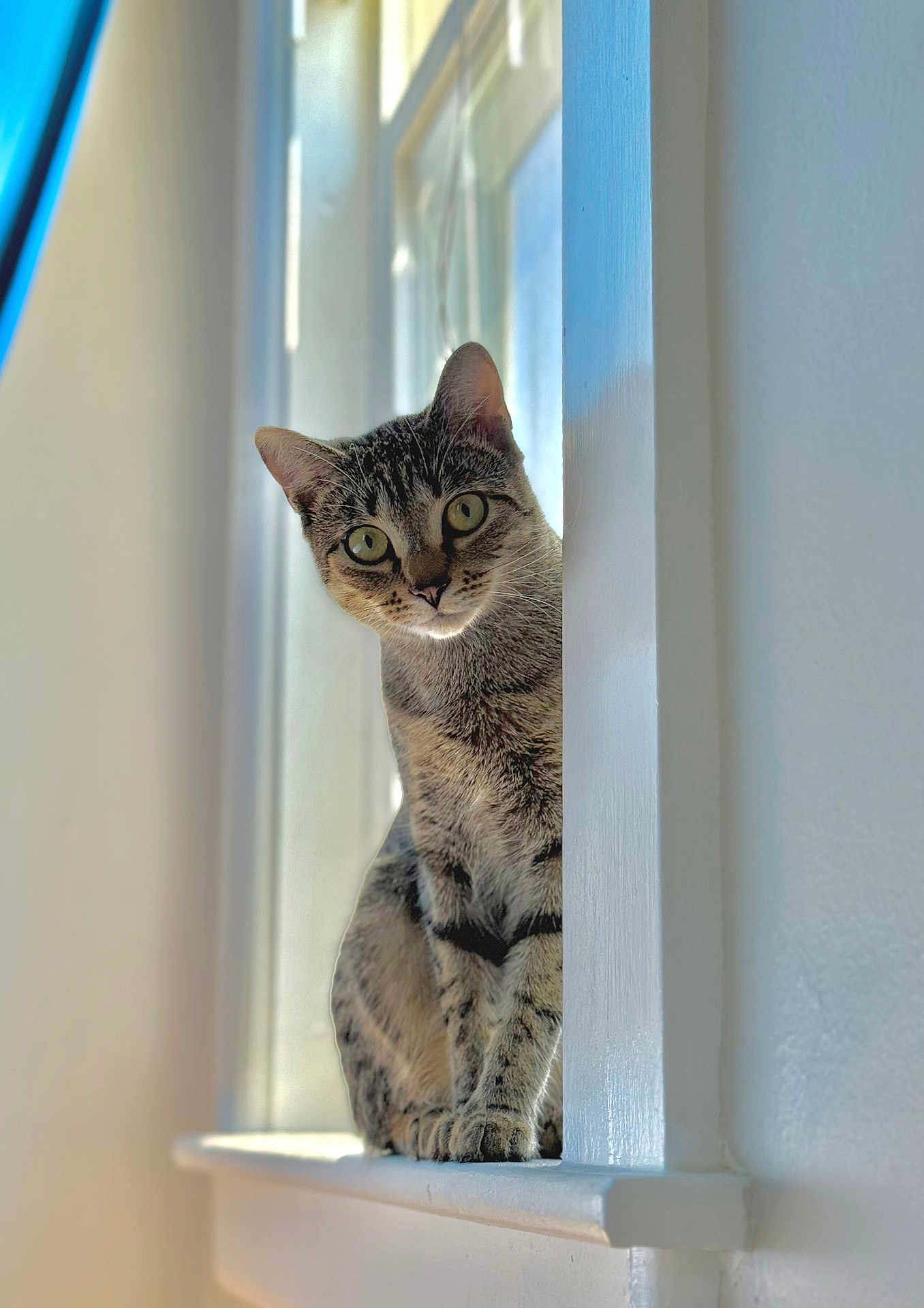 Bonnie is registered to the contest to win money with this photo: cat, tabby_cat, windowsill, window, curious, pet, animal, indoor, striped_fur, feline, portrait, soft_light, white_wall, closeup, domestic_cat, sitting, looking, natural_light, house, cute