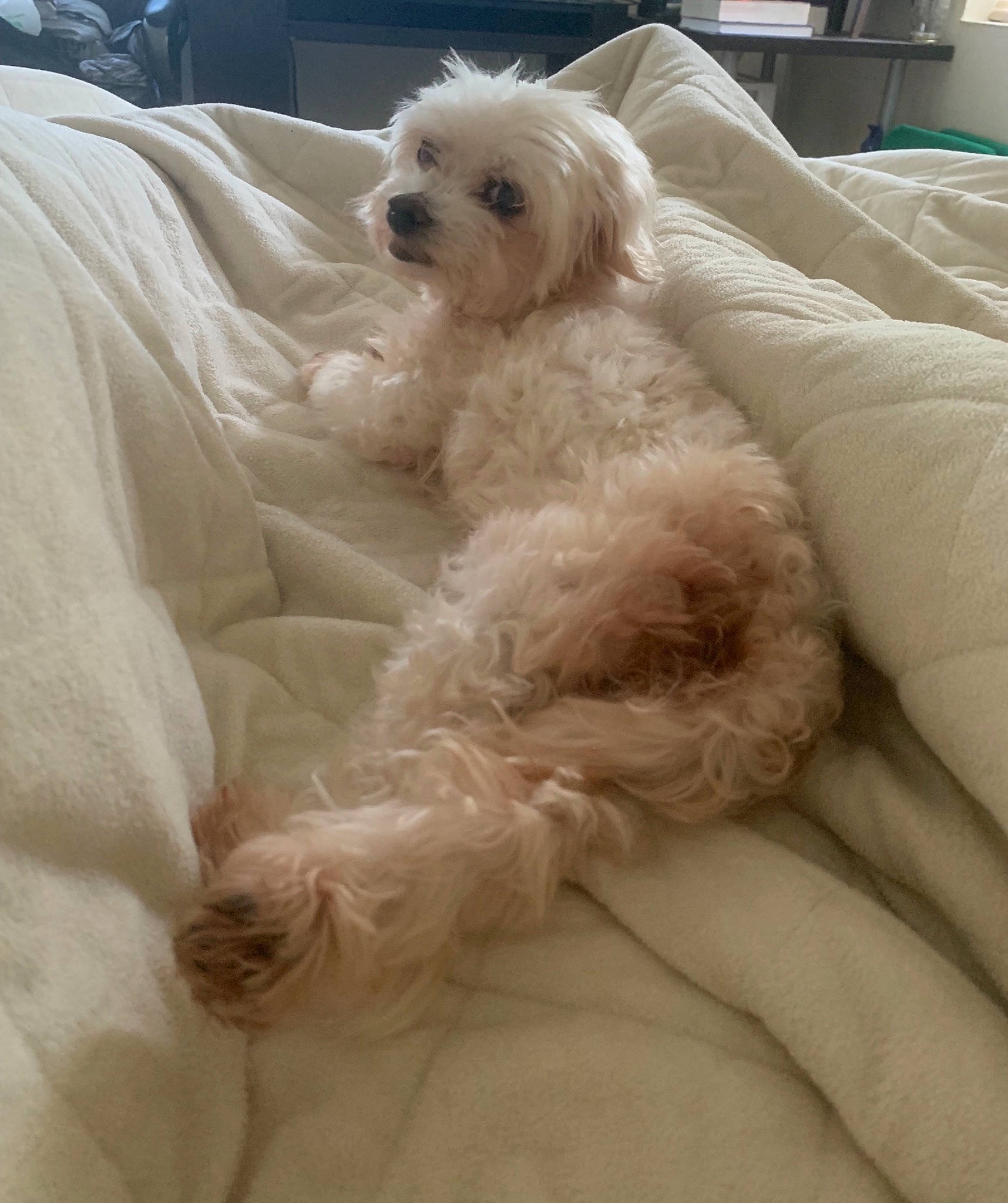 Lexi is registered to the contest to win money with this photo: bichon, bolognese, bolonka, canidae, carnivore, cavapoo, cockapoo, companion_dog, dog, dog_breed, havanese, maltepoo, maltese, mammal, poodle_crossbreed, puppy, puppy_love, schnoodle, toy_dog, vertebrate