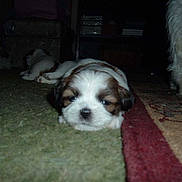 Sadie joined the competition — help win amazing prizes! puppy, dog, carpet, indoor, laying_down, sleepy, fur, animal, pet, floor, domestic, cute, resting, small_dog, group, brown_and_white, furniture, low_light, home, companion