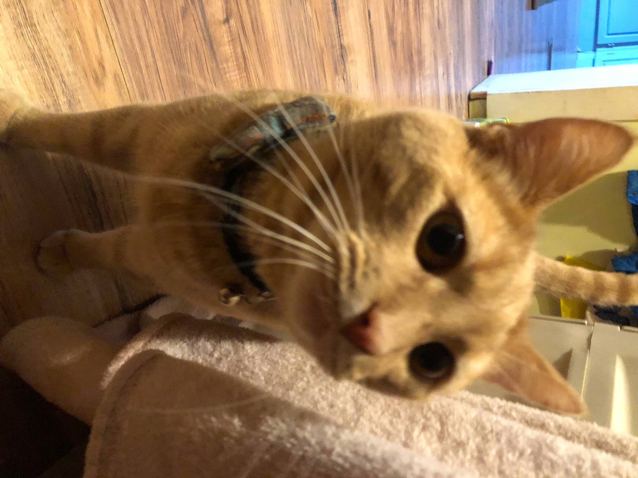 Dusty is registered to the contest to win money with this photo: balinese, bed, canidae, carnivore, cat, claw, comfort, companion_dog, dog_breed, domestic_short_haired_cat, fawn, felidae, fur, paw, small_to_medium_sized_cats, snout, tail, thai, whiskers, wood