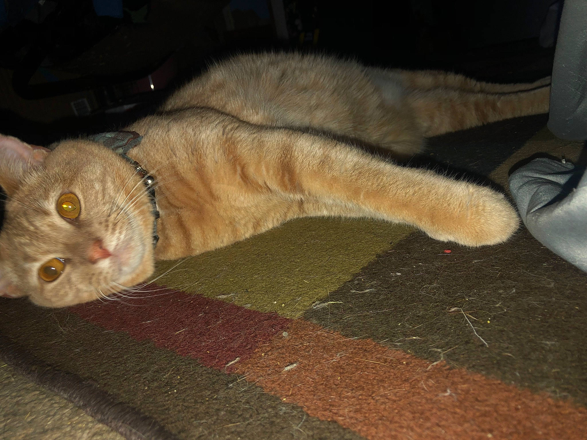 Dusty is registered to the contest to win money with this photo: carnivore, cat, claw, comfort, domestic_short_haired_cat, fawn, felidae, flooring, fur, paw, small_to_medium_sized_cats, snout, tail, terrestrial_animal, whiskers, wood