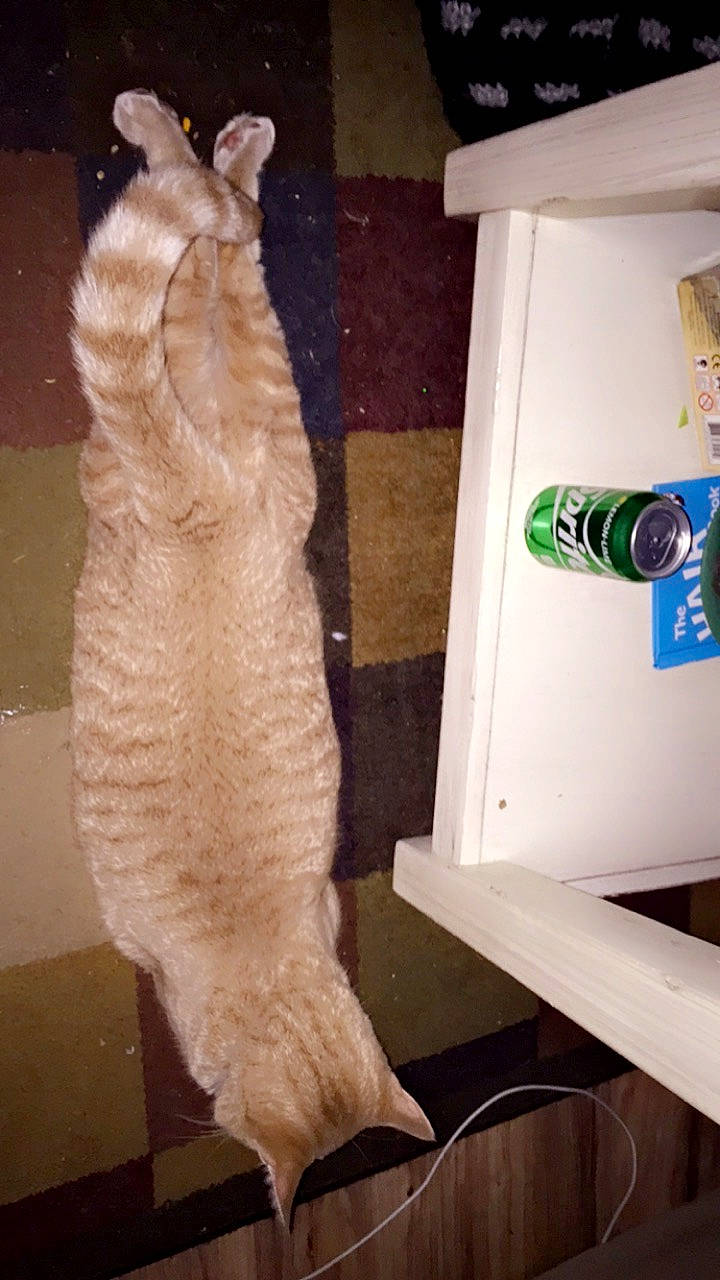 Dusty joined the competition — help win amazing prizes! animal_product, bottle, carnivore, cat, claw, fawn, felidae, foot, fur, gas, human_leg, machine, small_to_medium_sized_cats, sporting_group, tail, terrestrial_animal, toy, whiskers