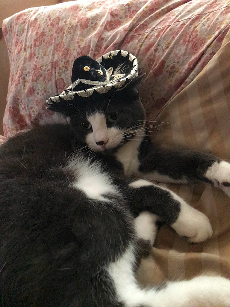 Mitch joined the competition — help win amazing prizes! cap, carnivore, cat, claw, comfort, costume_hat, domestic_short_haired_cat, fashion_accessory, felidae, formal_wear, fur, hat, headpiece, linens, paw, small_to_medium_sized_cats, snout, tail, whiskers