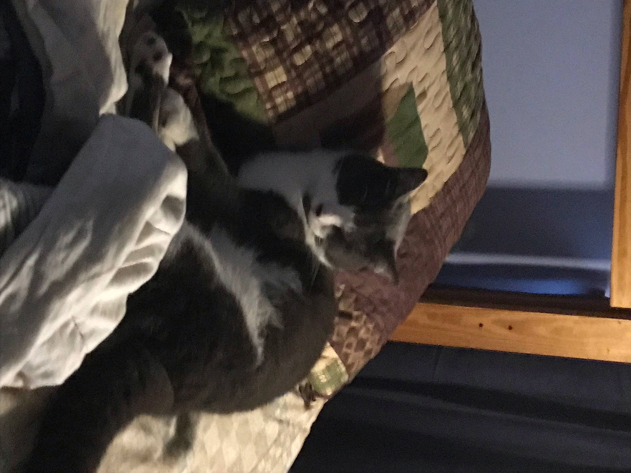 Mitch is registered to the contest to win money with this photo: canidae, carnivore, cat, comfort, companion_dog, dog_breed, domestic_short_haired_cat, felidae, flooring, fur, hardwood, pattern, small_to_medium_sized_cats, sporting_group, tail, tartan, tints_and_shades, tree, whiskers, wood