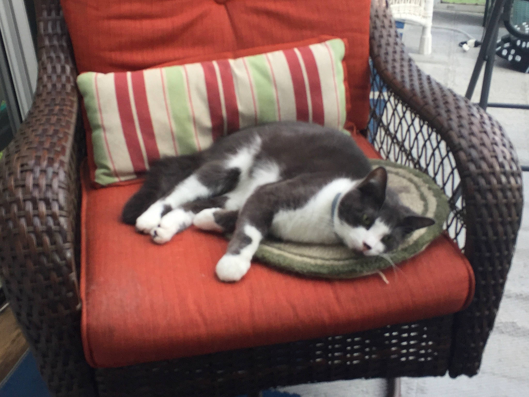 Mitch is registered to the contest to win money with this photo: canidae, carnivore, cat, cat_supply, chair, comfort, companion_dog, couch, dog_breed, domestic_short_haired_cat, felidae, flooring, fur, furniture, hardwood, living_room, room, small_to_medium_sized_cats, tail, whiskers