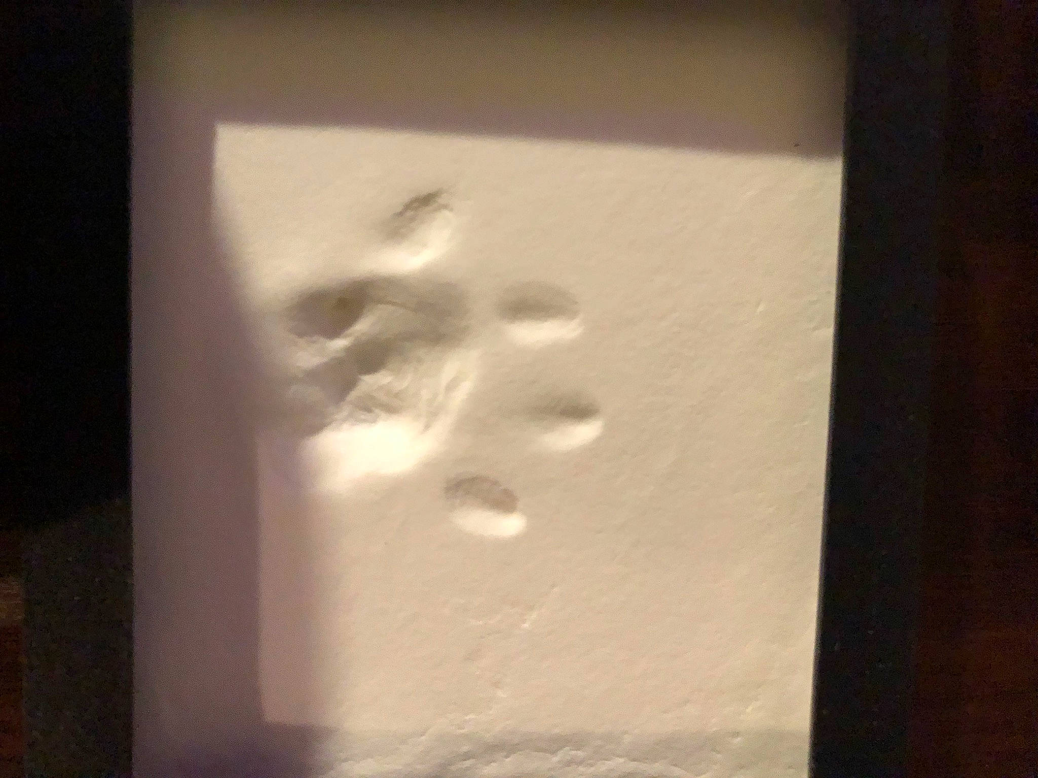 Tiger is registered to the contest to win money with this photo: art, darkness, fixture, font, glass, monochrome_photography, paper, plaster, rectangle, room, shadow, still_life_photography, tints_and_shades, transparent_material, visual_arts, wood