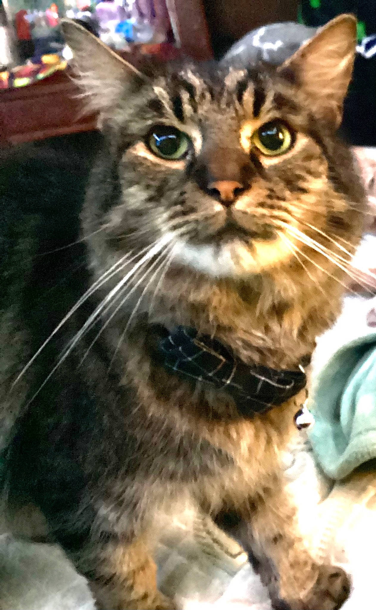 Tiger is registered to the contest to win money with this photo: carnivore, cat, claw, domestic_short_haired_cat, event, felidae, fur, grass, holiday, small_to_medium_sized_cats, snapshot, snout, terrestrial_animal, whiskers