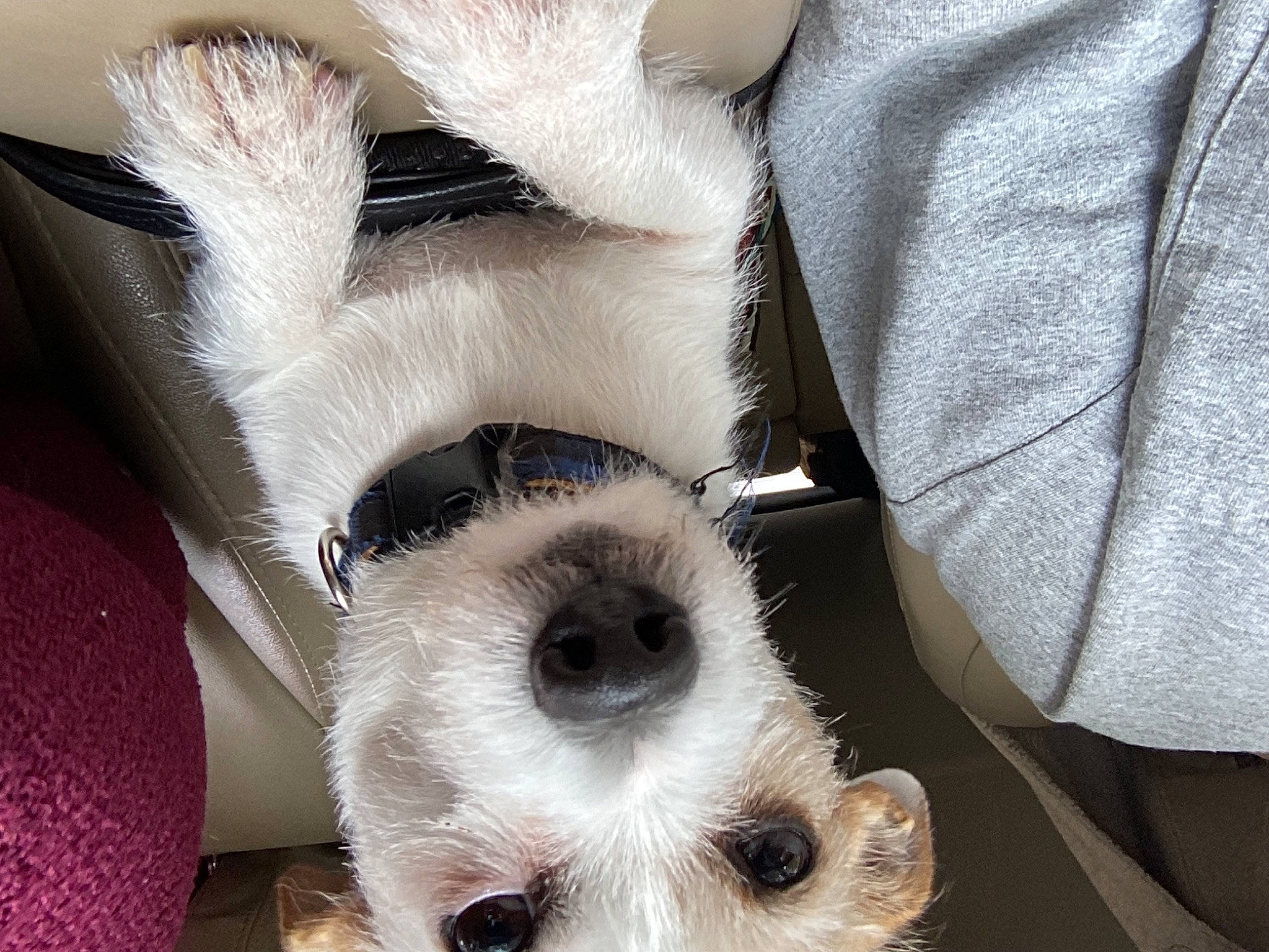 Skipper joined the competition — help win amazing prizes! canidae, carnivore, chair, comfort, companion_dog, dog, dog_breed, dog_supply, eyelash, eyewear, fashion_accessory, fawn, felidae, fur, snout, textile, toy_dog, whiskers, wool, working_animal