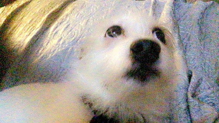 Skipper is registered to the contest to win money with this photo: ancient_dog_breeds, art, canidae, carnivore, companion_dog, dog, dog_breed, fur, non_sporting_group, painting, puppy, snout, sporting_group, terrestrial_animal, toy_dog, whiskers