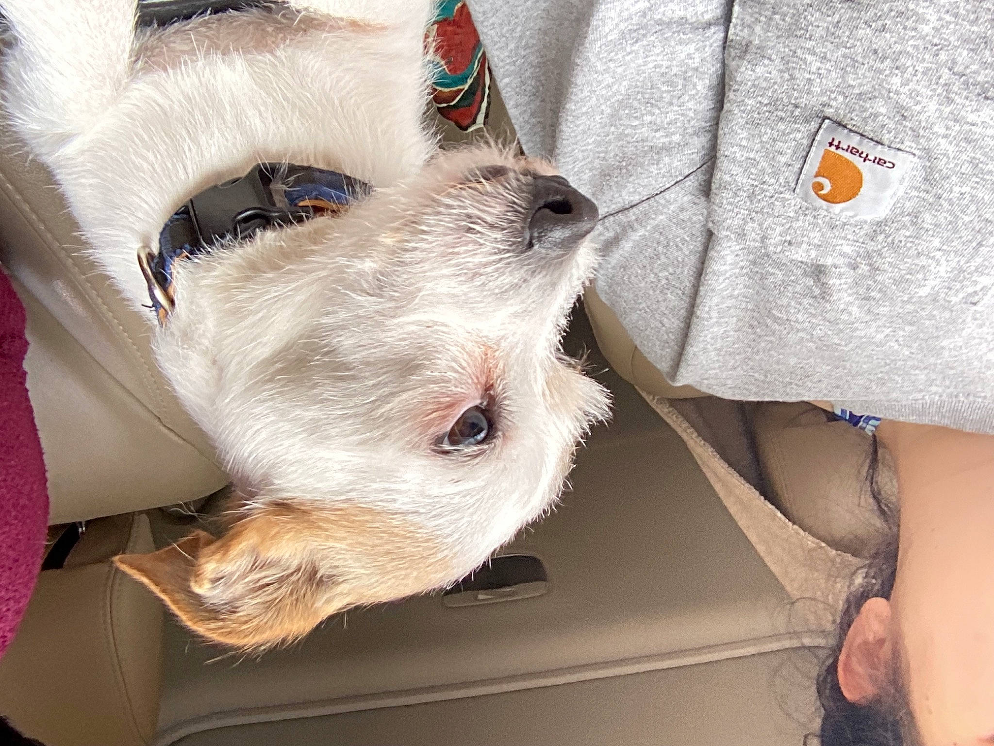 Skipper is registered to the contest to win money with this photo: birman, canidae, carnivore, cat, claw, collar, companion_dog, dog_breed, domestic_short_haired_cat, fawn, felidae, fur, gesture, leg, paw, small_to_medium_sized_cats, snout, sporting_group, thai, whiskers