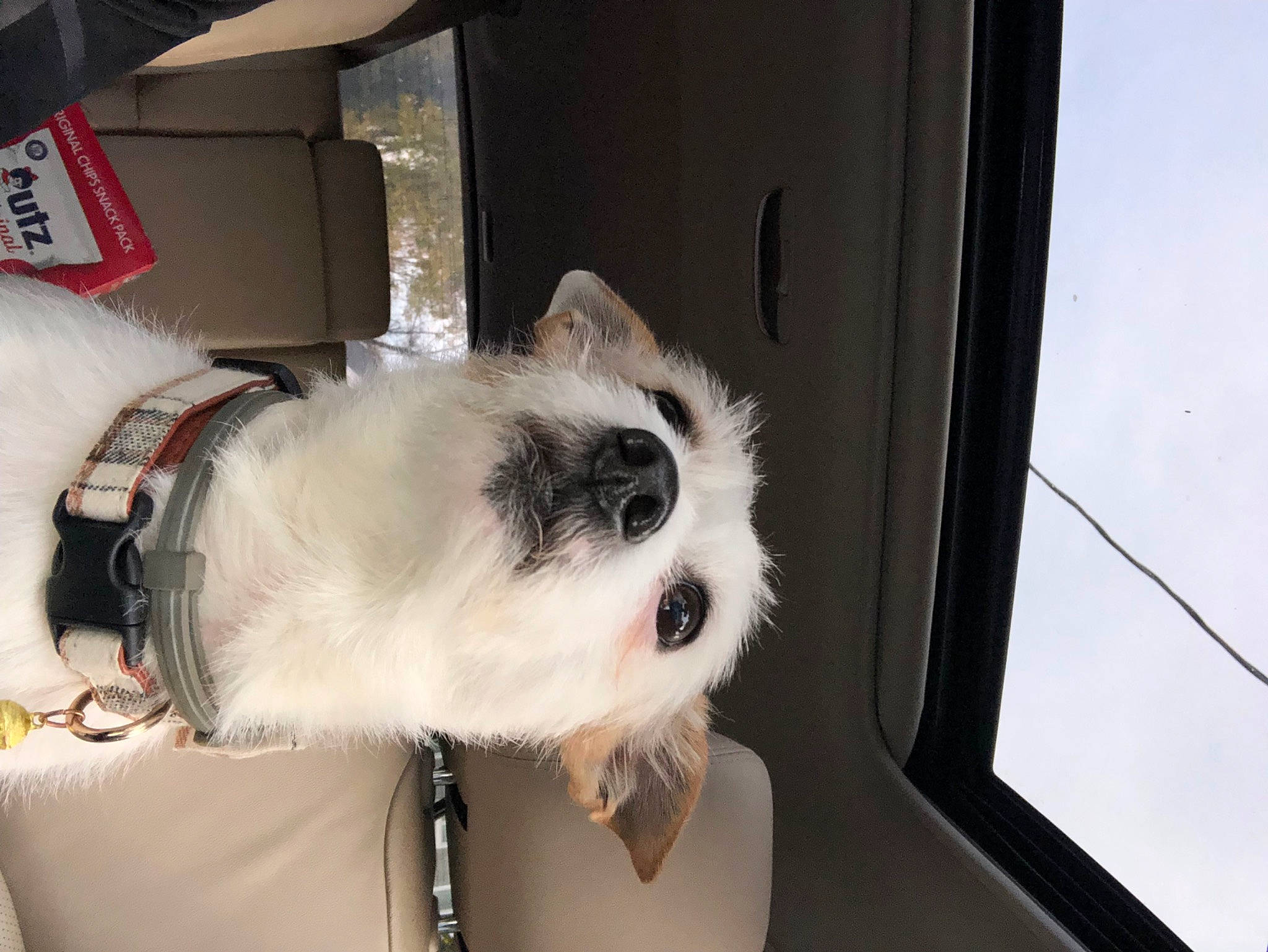 Skipper is registered to the contest to win money with this photo: ball, canidae, carnivore, cat, collar, companion_dog, dog_breed, fawn, felidae, fur, non_sporting_group, pet_supply, small_to_medium_sized_cats, snout, sporting_group, tail, whiskers, window, working_animal