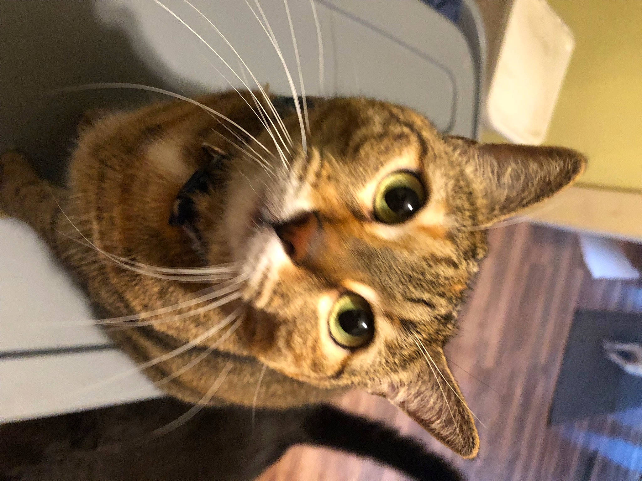 Shady joined the competition — help win amazing prizes! carnivore, cat, claw, comfort, domestic_short_haired_cat, ear, fawn, felidae, fur, paper_towel, paper_towel_holder, paw, small_to_medium_sized_cats, snout, terrestrial_animal, whiskers, wildlife