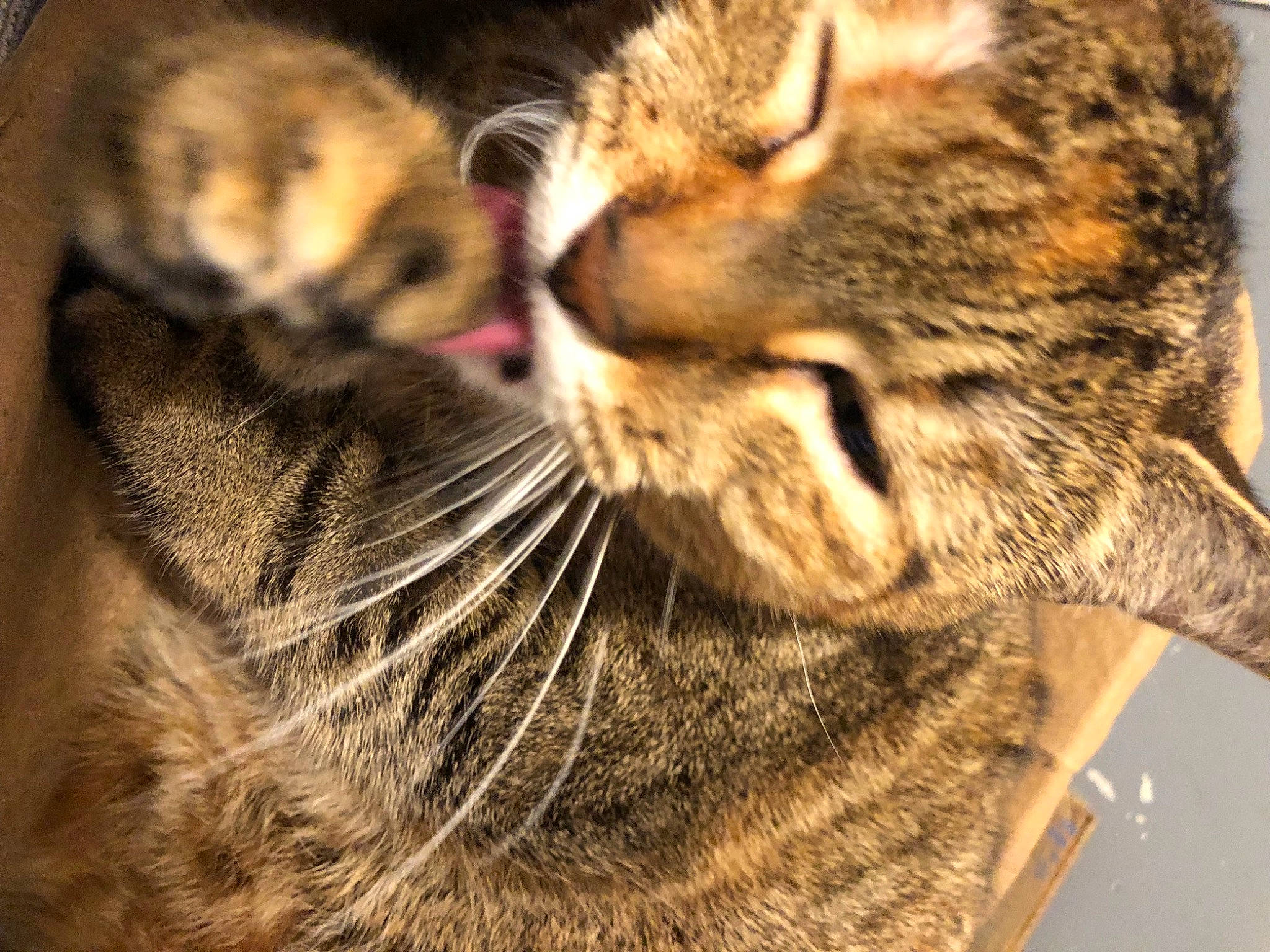 Shady joined the competition — help win amazing prizes! carnivore, cat, claw, close_up, domestic_short_haired_cat, fawn, felidae, fur, nose, paw, sleep, small_to_medium_sized_cats, snout, tail, terrestrial_animal, whiskers, wildlife