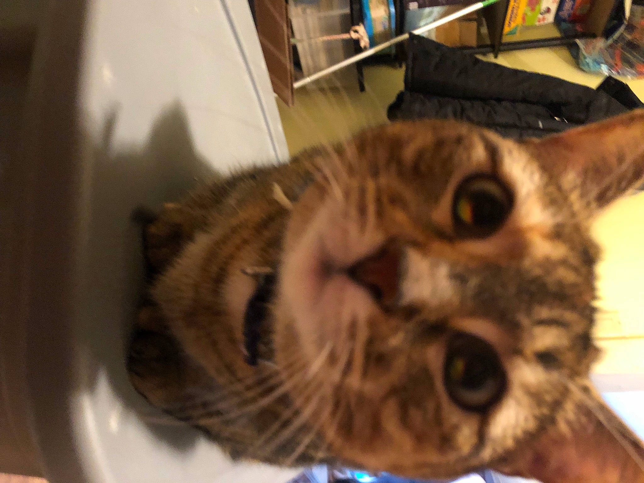 Shady is registered to the contest to win money with this photo: carnivore, cat, claw, domestic_short_haired_cat, ear, felidae, fur, paw, small_to_medium_sized_cats, snout, tail, terrestrial_animal, whiskers, wildlife