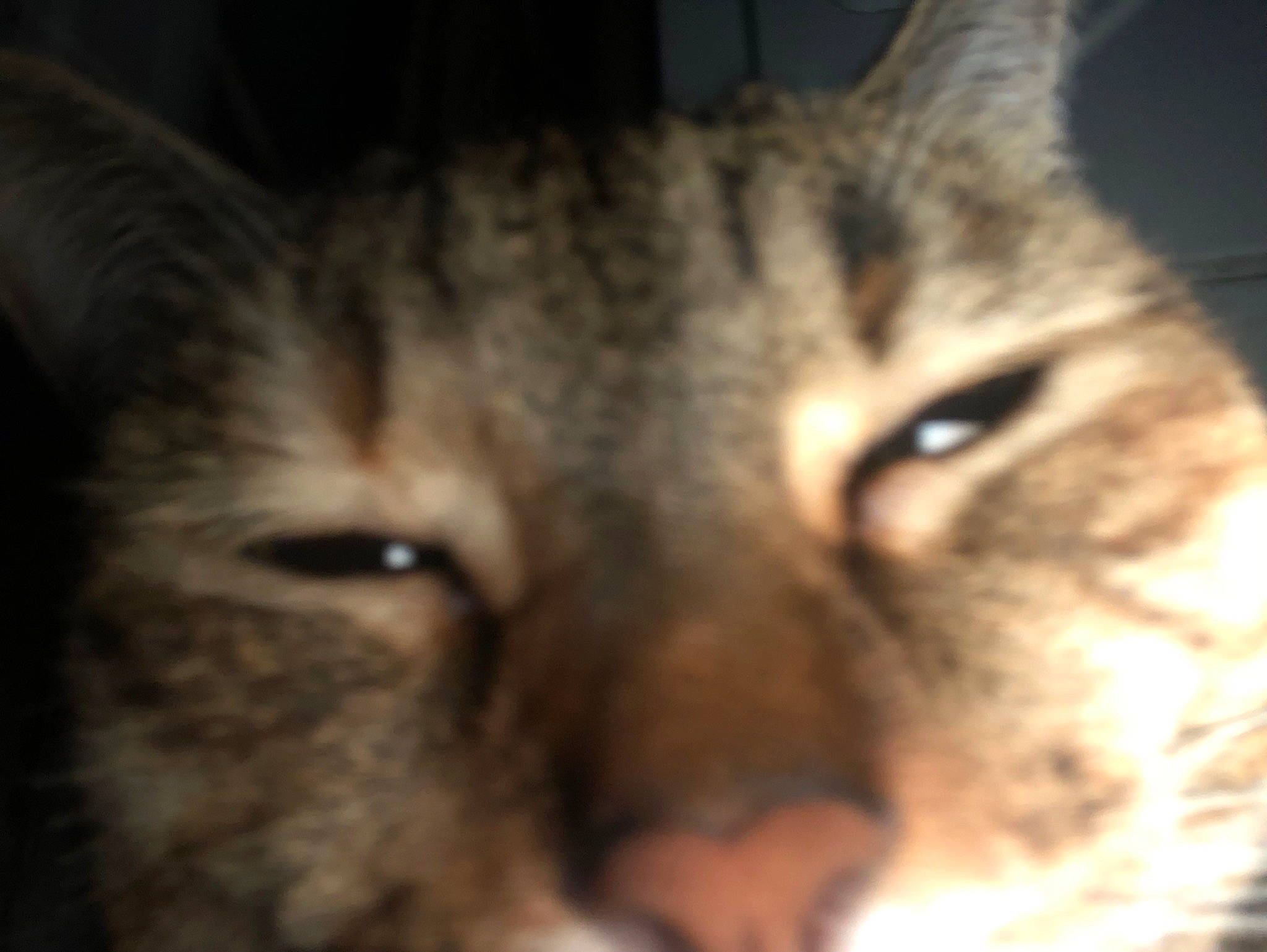 Shady joined the competition — help win amazing prizes! bobcat, carnivore, cat, domestic_short_haired_cat, ear, eye, felidae, fur, head, lynx, paw, small_to_medium_sized_cats, snout, tail, terrestrial_animal, whiskers, wildlife