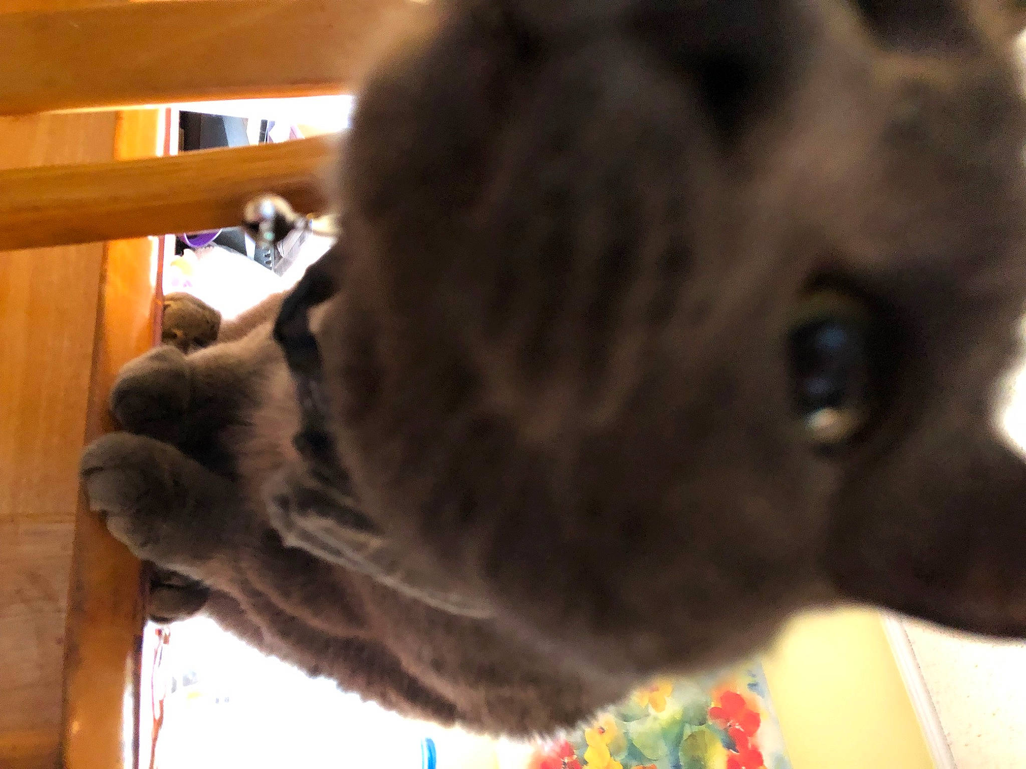 Big Dusty joined the competition — help win amazing prizes! canidae, carnivore, claw, collar, companion_dog, dog, dog_breed, ear, fawn, felidae, fur, liver, natural_material, small_to_medium_sized_cats, snout, sporting_group, terrestrial_animal, whiskers, working_animal