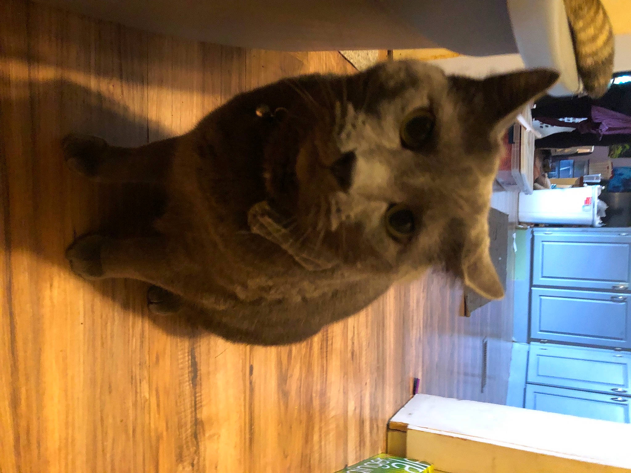 Big Dusty is registered to the contest to win money with this photo: black_cat, cabinetry, carnivore, cat, chartreux, dog_breed, domestic_short_haired_cat, fawn, felidae, flooring, fur, hardwood, room, small_to_medium_sized_cats, tail, whiskers, wood, wood_stain