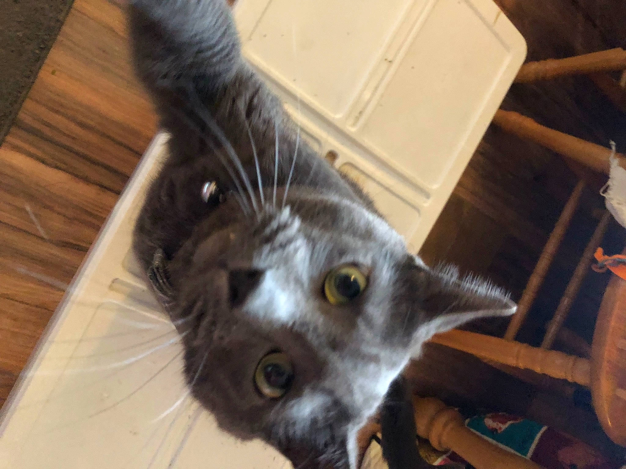 Big Dusty joined the competition — help win amazing prizes! black_cat, canidae, carnivore, cat, chair, chartreux, claw, domestic_short_haired_cat, felidae, flooring, fur, hardwood, paw, russian_blue, small_to_medium_sized_cats, snout, tail, whiskers, wood