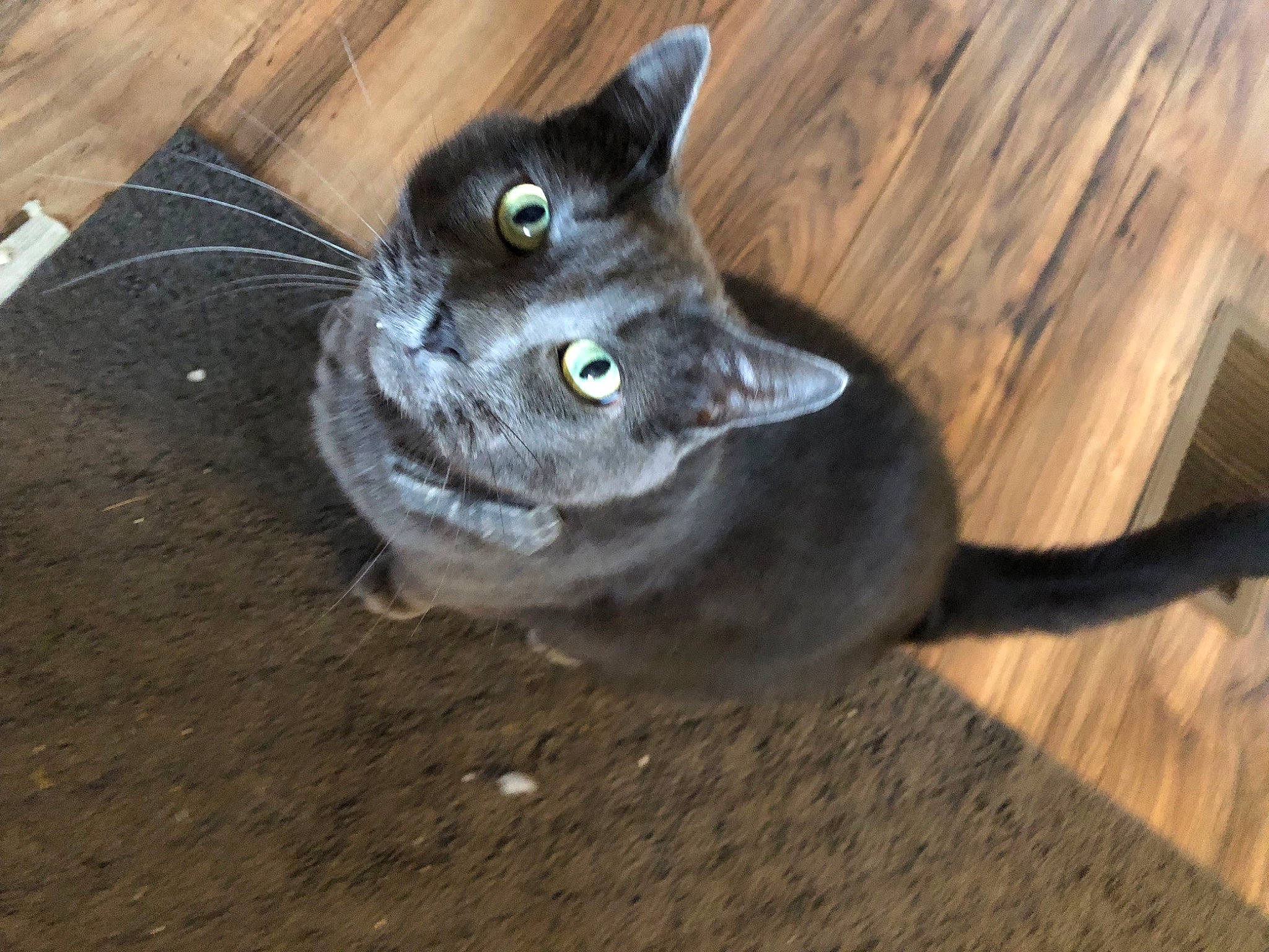 Big Dusty joined the competition — help win amazing prizes! black_cat, carnivore, cat, cat_toy, claw, domestic_short_haired_cat, felidae, floor, flooring, fur, grey, hardwood, iris, paw, russian_blue, small_to_medium_sized_cats, snout, tail, whiskers, wood