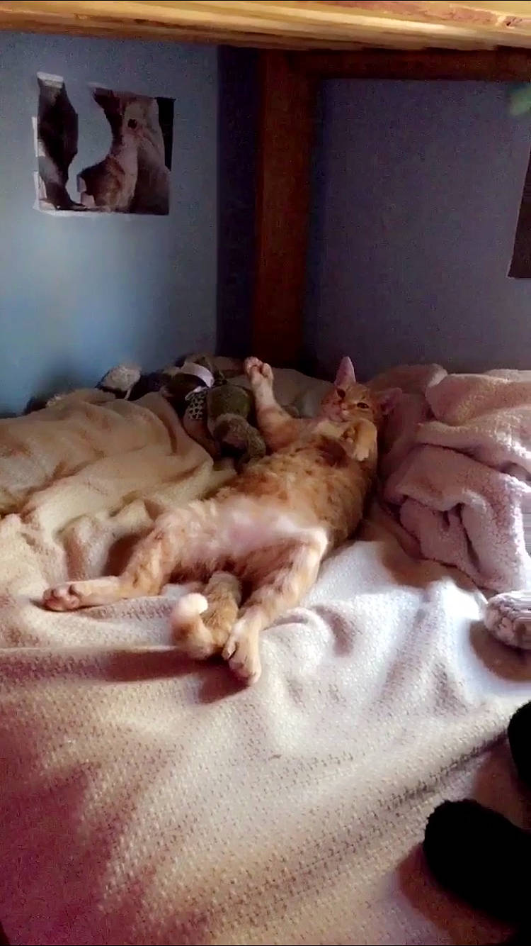 Doppelganger is registered to the contest to win money with this photo: bed, bedding, bedtime, carnivore, cloud, comfort, companion_dog, dog, dog_breed, duvet, fawn, felidae, fur, linens, room, small_to_medium_sized_cats, sporting_group, tail, whiskers, wood