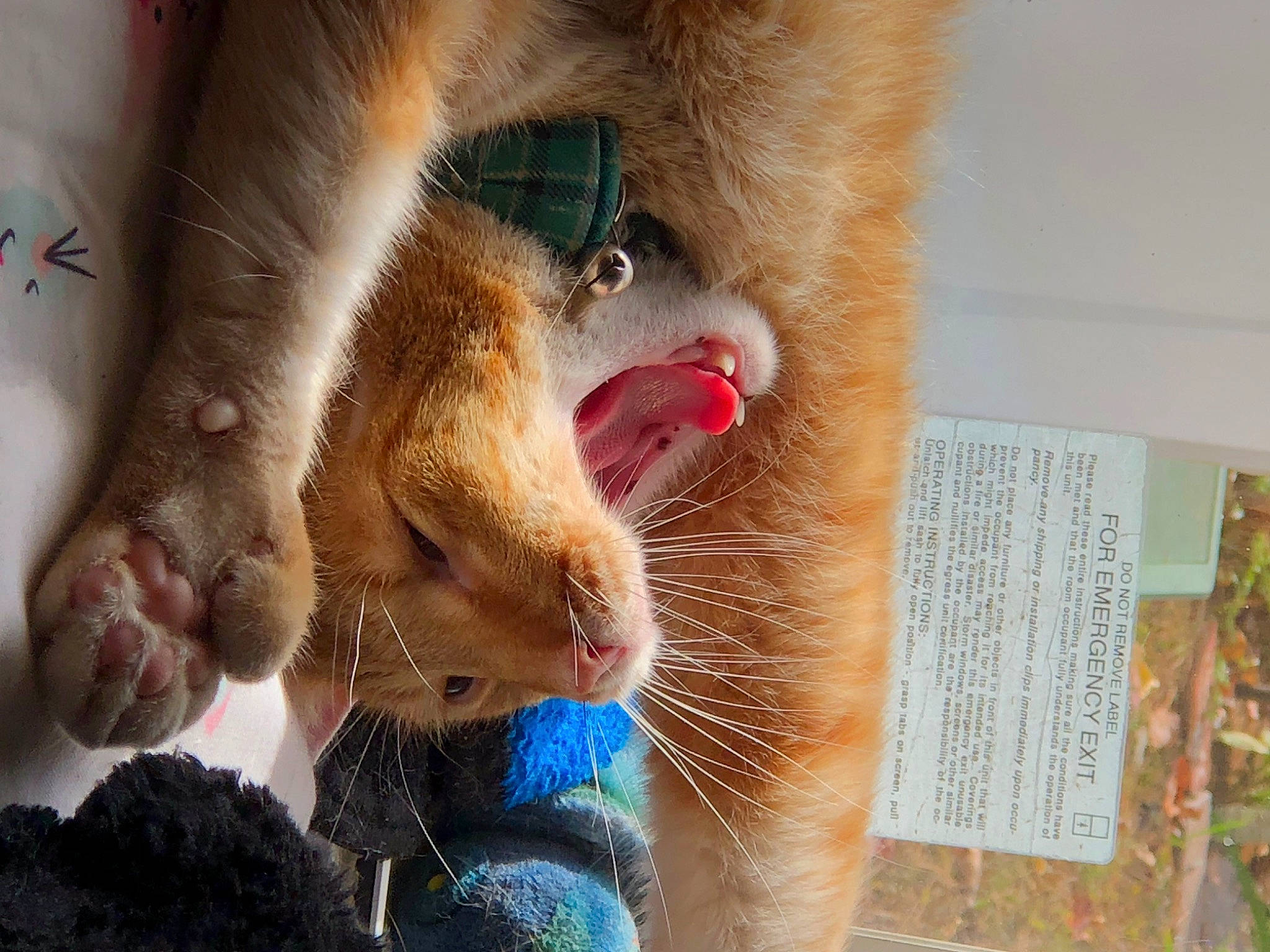 Doppelganger is registered to the contest to win money with this photo: carnivore, claw, fang, fawn, felidae, foot, fur, koala, mandrill, marsupial, organism, paw, pet_supply, small_to_medium_sized_cats, snout, tail, terrestrial_animal, whiskers, wildlife, zoo