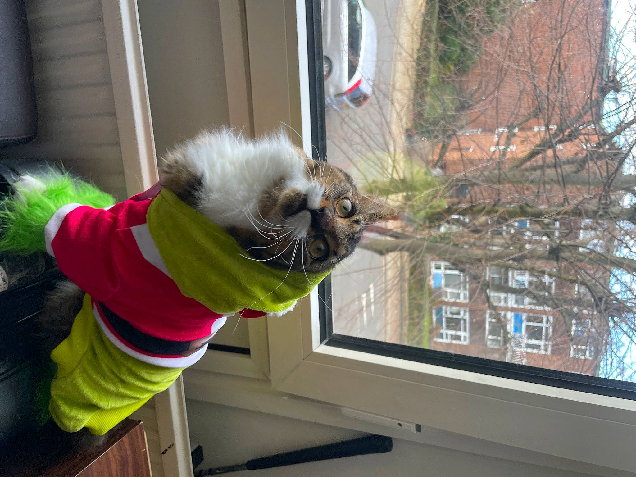 Memphis joined the competition — help win amazing prizes! building, carnivore, cat, companion_dog, costume, domestic_short_haired_cat, felidae, fur, plant, sash_window, small_to_medium_sized_cats, tail, thread, tree, twig, whiskers, window, wood