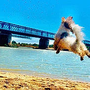 Plume participe au concours pour gagner de l'argent avec cette photo : dog, jumping, flying, mid_air, river, water, beach, sand, bridge, outdoor, sunny, blue_sky, action, motion, animal, fur, small_dog, leaping, landscape, adventure