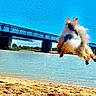 dog, jumping, flying, mid_air, river, water, beach, sand, bridge, outdoor, sunny, blue_sky, action, motion, animal, fur, small_dog, leaping, landscape, adventure