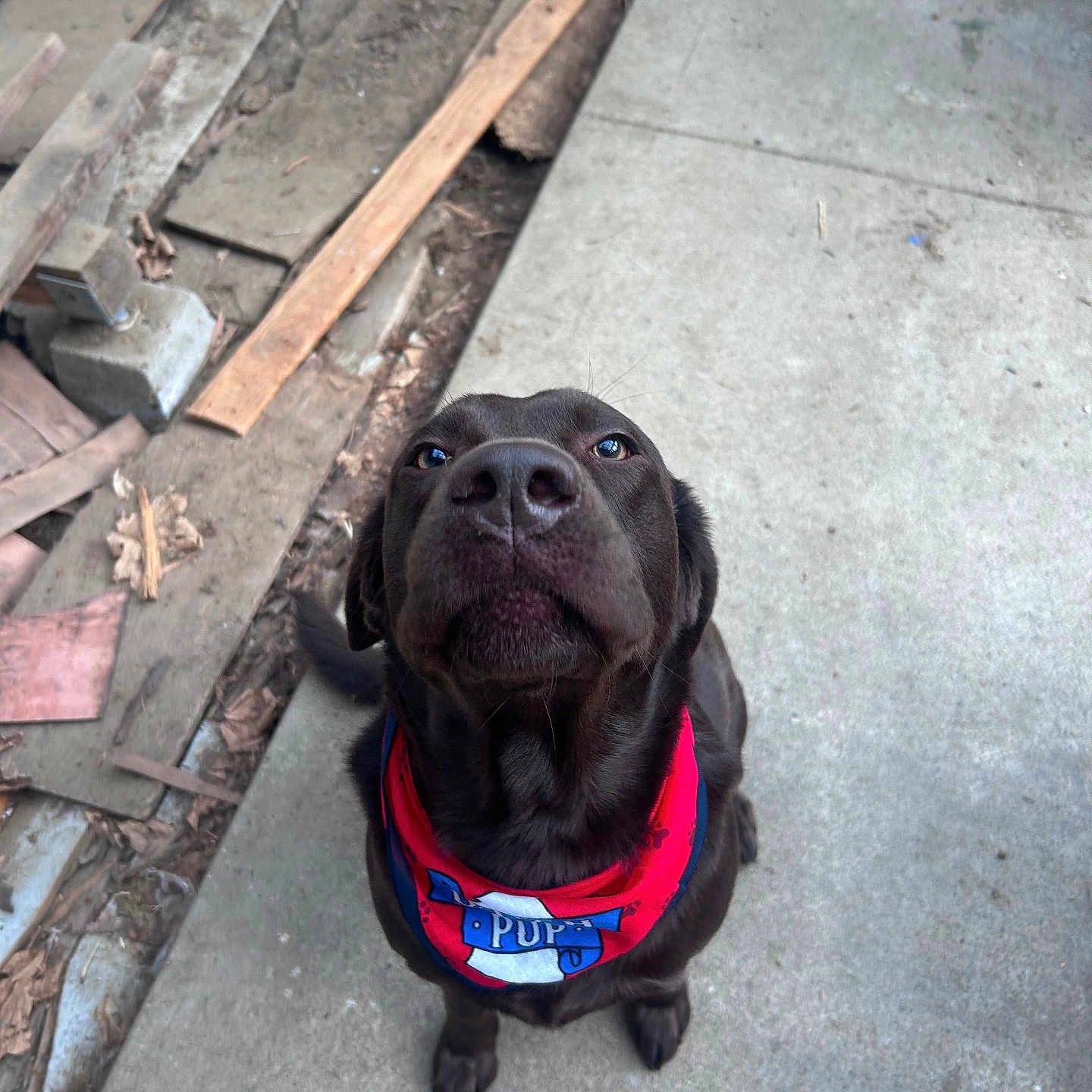 Wagner is registered to the contest to win money with this photo: adorable, animal, bandana, canine, chocolate, concrete, dirt, dog, fur, labrador, looking_up, outdoor, pet, planks, playful, puppy, red_bandana, sitting, tail, wood