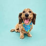 dog, dachshund, pet, animal, portrait, bandana, blue_bandana, sitting, tongue_out, happy, smiling, cute, studio, teal_background, fur, ears, paw, canine, domestic_animal, friendly