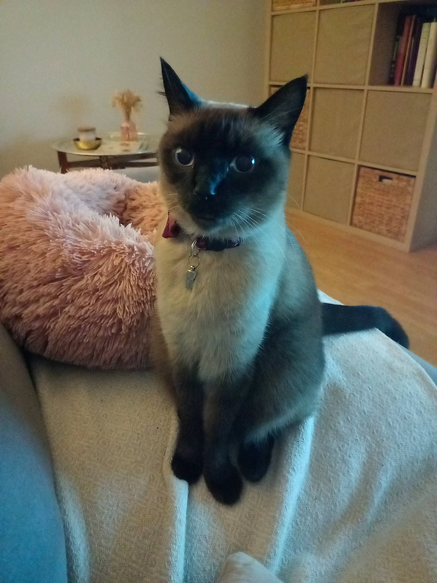 Berlioz a rejoint le concours — aidez-le/la à gagner de superbes lots ! carnivore, cat, comfort, cupboard, domestic_short_haired_cat, electric_blue, fawn, felidae, flowerpot, fur, houseplant, shelf, siamese, small_to_medium_sized_cats, snout, tail, terrestrial_animal, whiskers