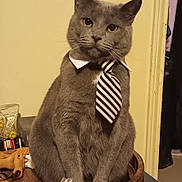 Sally is registered to the contest to win money with this photo: animal, cat, collar, cute, domestic, feline, funny, furry, gray_cat, household_items, indoor, looking_at_camera, pet, portrait, sitting, still_life, striped_tie, table, tie, wooden_tray