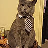 animal, cat, collar, cute, domestic, feline, funny, furry, gray_cat, household_items, indoor, looking_at_camera, pet, portrait, sitting, still_life, striped_tie, table, tie, wooden_tray