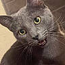 Sally is registered to the contest to win money with this photo: animal, cat, closeup, curious, cute, domestic_cat, expression, face, feline, friendly, fur, gray_cat, head_tilt, indoor, looking, mammal, pet, portrait, whiskers, yellow_eyes
