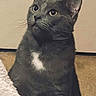 Sally is registered to the contest to win money with this photo: animal, background, cat, closeup, curious, cute, domestic_cat, ears, eyes, feline, fur, gray_cat, indoor, looking_up, pet, portrait, sitting, soft_lighting, whiskers, white_patch