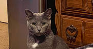 Sally joined the competition — help win amazing prizes! animal, appliance, carpet, cat, curious, domestic, dresser, ears, eyes, fur, furniture, gray_cat, home, indoor, looking, pet, quiet, sitting, whiskers, white_patch