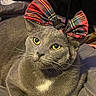 Sally joined the competition — help win amazing prizes! cat, gray_cat, bow, plaid, pet, feline, animal, indoor, close_up, yellow_eyes, whiskers, fur, cute, resting, portrait, domestic_cat, headwear, soft_lighting, cozy, relaxed