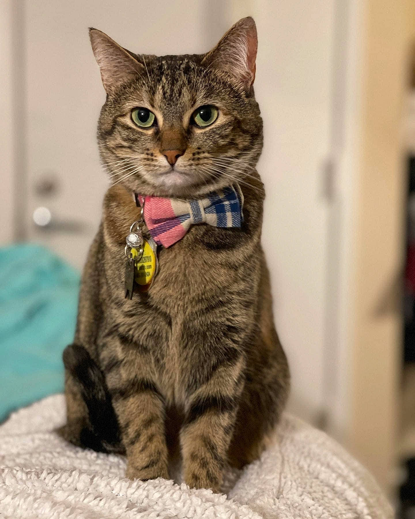 Rosa joined the competition — help win amazing prizes! bobcat, carnivore, cat, claw, domestic_short_haired_cat, eye, felidae, fur, head, paw, sitting, small_to_medium_sized_cats, snout, tail, terrestrial_animal, whiskers